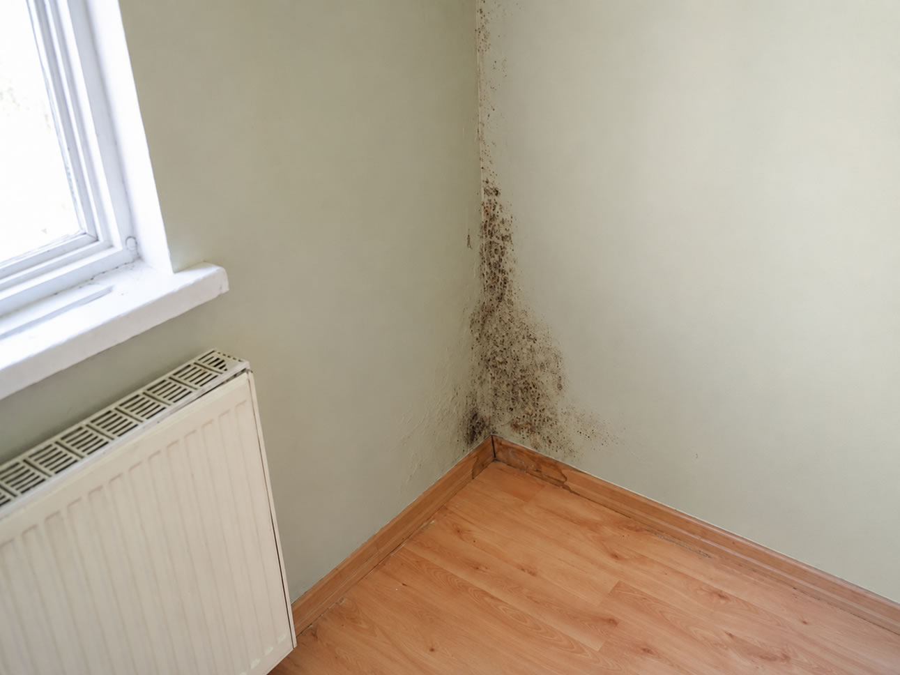 damp proofing - wall damaged paint - mould